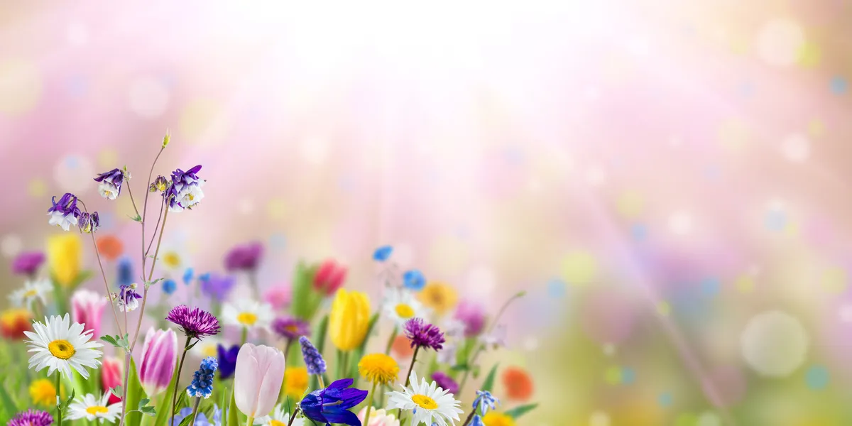 Curano Alltagsbegleitung - Gesundheitsdienst - Naturhintergrund mit Wildblumen